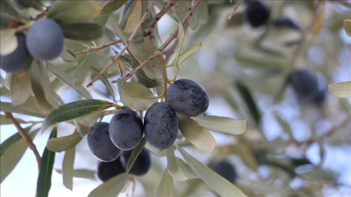 Tekirdağ’da zeytin hasadı sürüyor